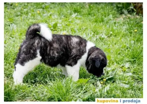 Američka Akita - 7/8