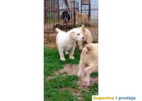 Srednjeazijski ovčar - 1/10