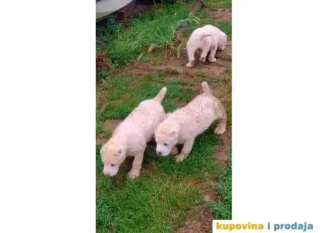 Srednjeazijski ovčar - 2/10