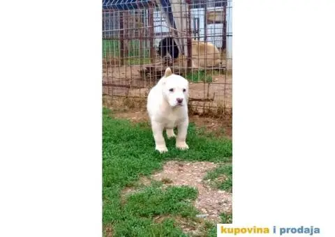 Srednjeazijski ovčar - 3/10