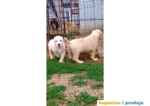 Srednjeazijski ovčar - 4/10