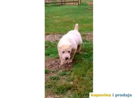 Srednjeazijski ovčar - 5/10