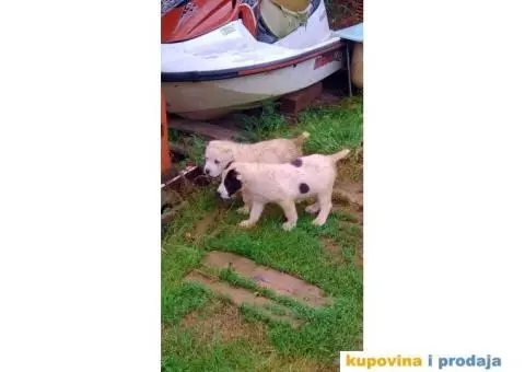 Srednjeazijski ovčar - 6/10