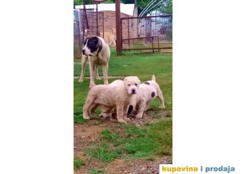 Srednjeazijski ovčar - 7/10