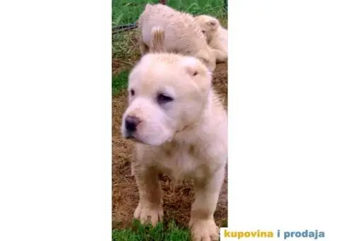 Srednjeazijski ovčar - 8/10