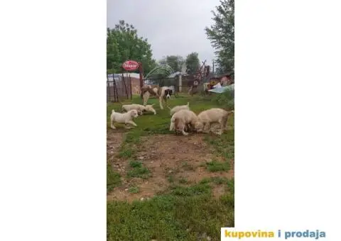 Srednjeazijski ovčar - 9/10