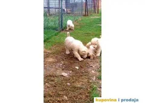 Srednjeazijski ovčar - 10/10