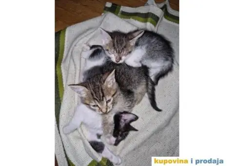 Macici na poklon - 2/5