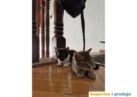 Macici na poklon - 3/5