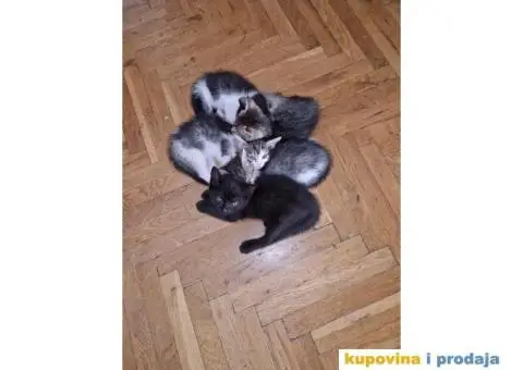 Macici na poklon - 4/5