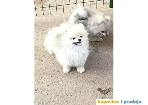 Pomeranac štene - 1/3