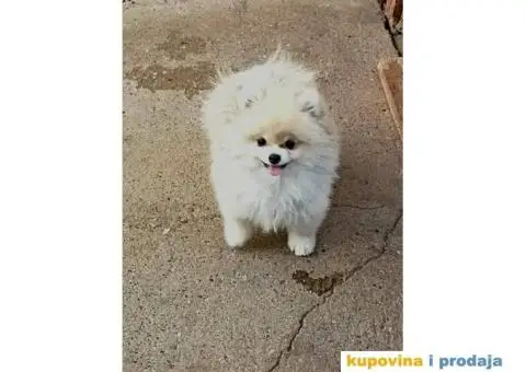 Pomeranac štene - 2/3