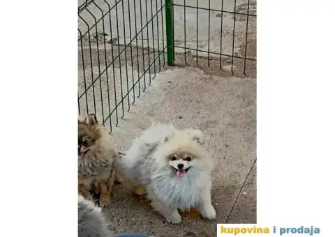 Pomeranac štene - 3/3