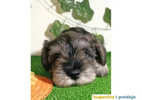 Patuljasti šnaucer - 1/7