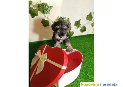 Patuljasti šnaucer - 3/7