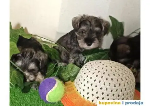 Patuljasti šnaucer - 5/7