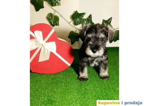 Patuljasti šnaucer - 6/7