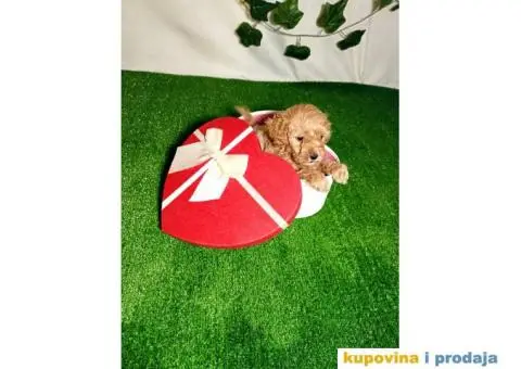 Francuske patuljaste PUDLE - 1/6