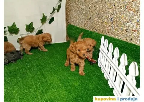 Francuske patuljaste PUDLE - 2/6