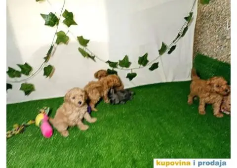 Francuske patuljaste PUDLE - 3/6