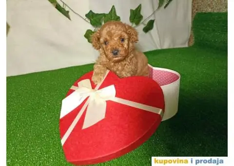 Francuske patuljaste PUDLE - 4/6