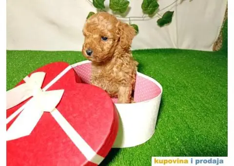 Francuske patuljaste PUDLE - 6/6