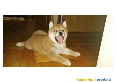 Šiba inu štenci - 1/6