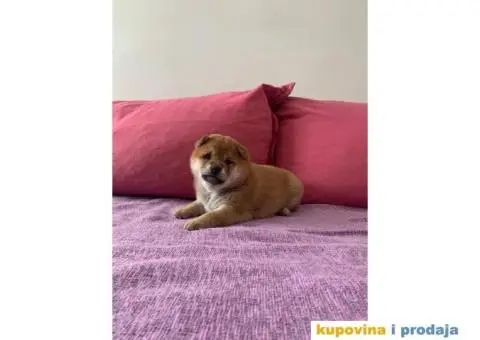 Šiba inu štenci - 2/6