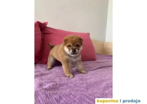 Šiba inu štenci - 3/6