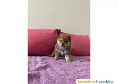Šiba inu štenci - 4/6