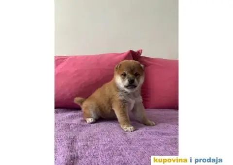 Šiba inu štenci - 5/6