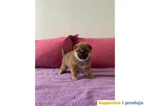 Šiba inu štenci - 6/6