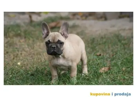 Francuski buldog