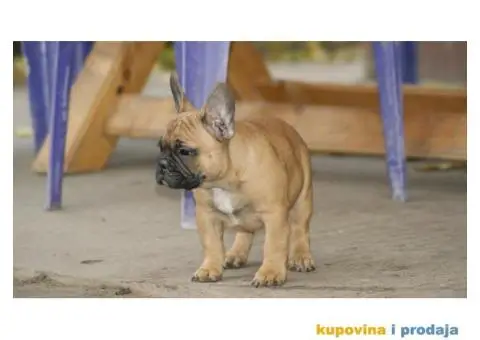 Francuski buldog - 2/2