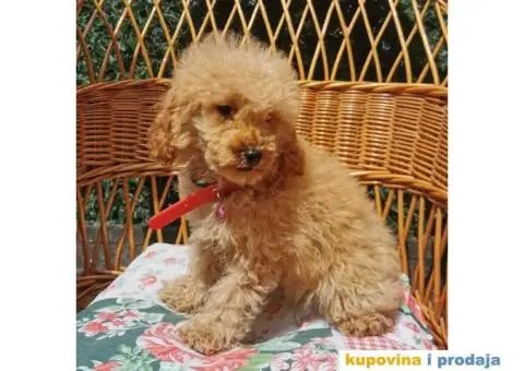 Patuljasta Pudla - 1/10