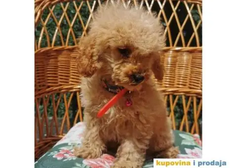 Patuljasta Pudla - 2/10