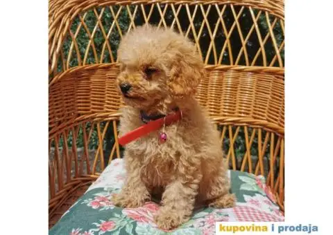 Patuljasta Pudla - 3/10