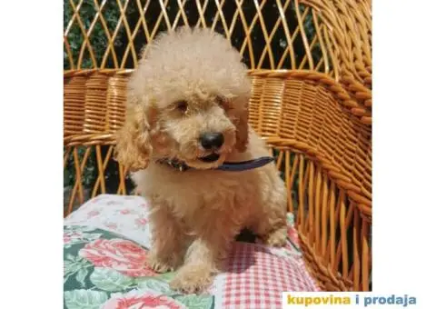 Patuljasta Pudla - 4/10