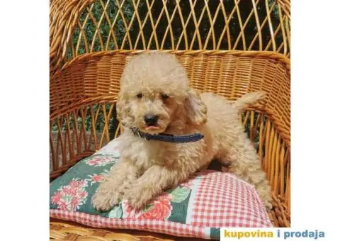 Patuljasta Pudla - 5/10