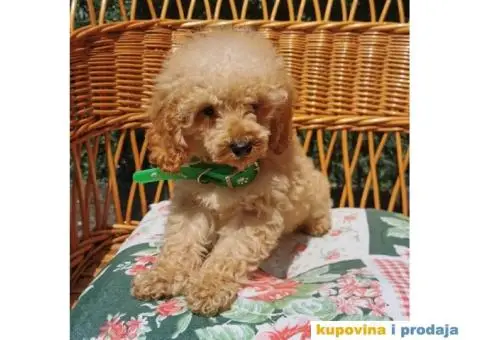 Patuljasta Pudla - 6/10