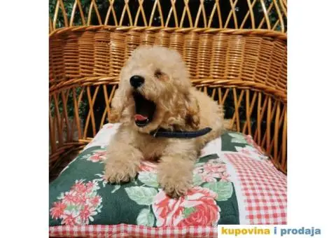 Patuljasta Pudla - 7/10