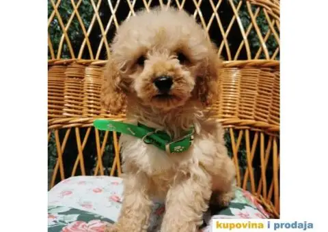 Patuljasta Pudla - 8/10