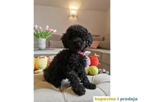 Patuljasta Pudla - 9/10