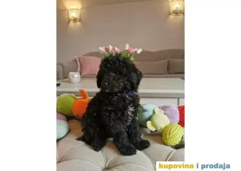 Patuljasta Pudla - 10/10