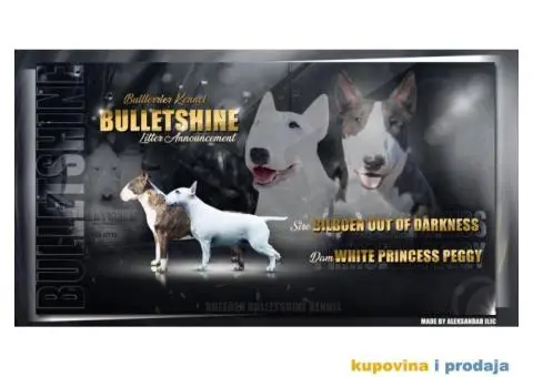 Bull terrier štenci - 1/13