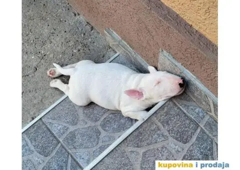 Bull terrier štenci - 2/13