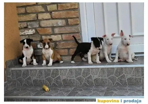Bull terrier štenci - 3/13