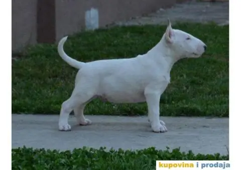 Bull terrier štenci - 4/13