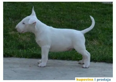 Bull terrier štenci - 5/13