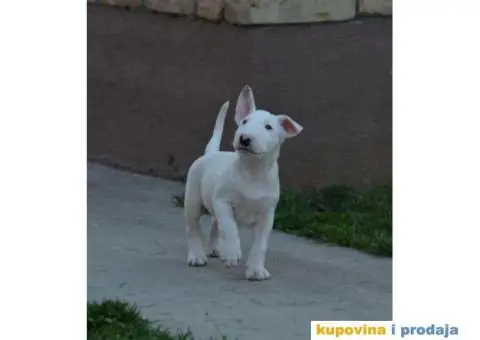 Bull terrier štenci - 6/13